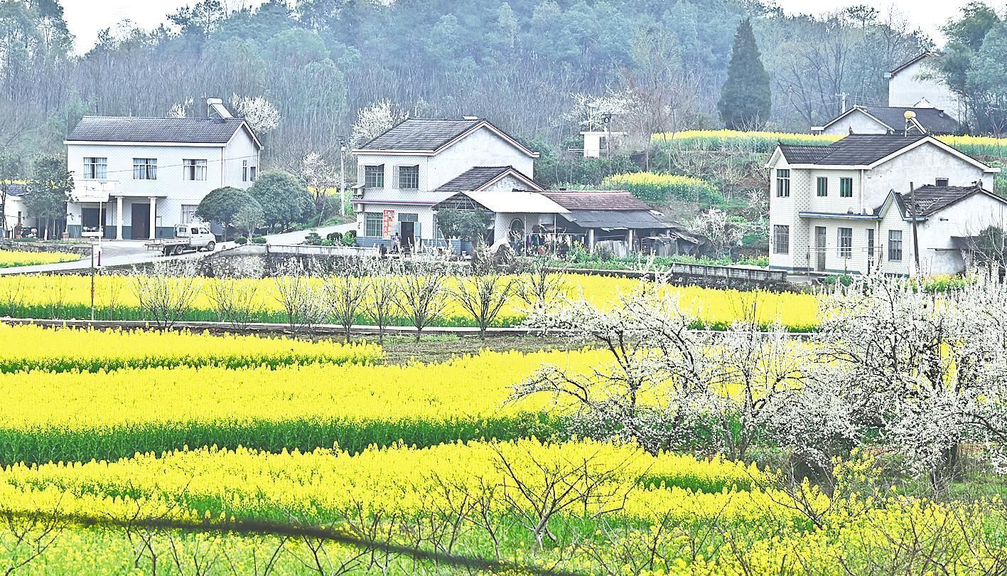 宜昌架锅山村：昔日贫困村 今朝花果乡