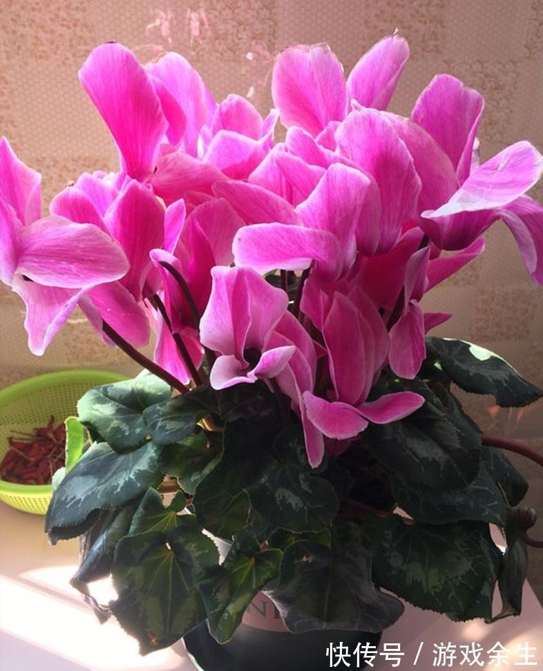 空气再干燥，“12种花”也别喷水，容易黄叶、腐烂和枯萎