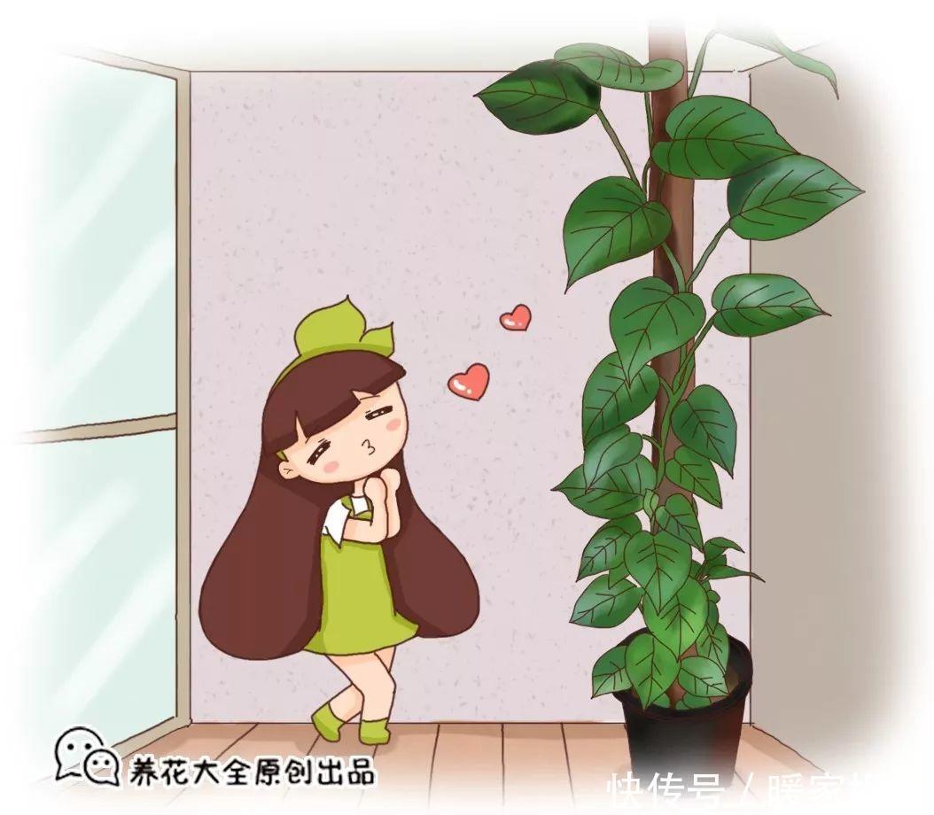 花友|绿萝裹个旧毛巾,俩月能爬1米高,一片叶子脸盆大!