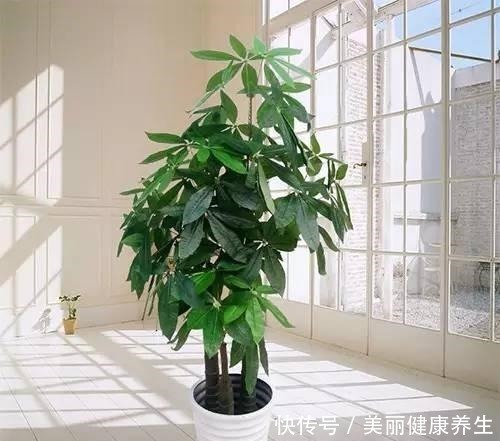 养护|聪明人都养这3种树,美观大气能镇宅,能养好几年!