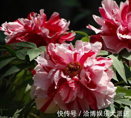 超哥|家里“3种花”不能见光，放暗处“摆好”，叶片油亮、花儿开得旺