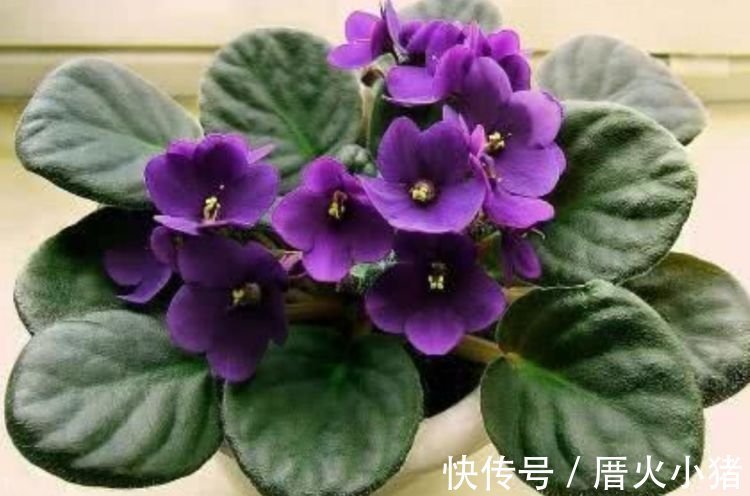 养花就养4种花，好养易活花量大，日子红火财运滚滚，好看极了