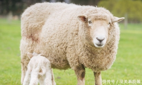【草丁图书馆】大金羊:哪年出生的属羊人福泽深厚,贵人易帮扶,看看有你吗?