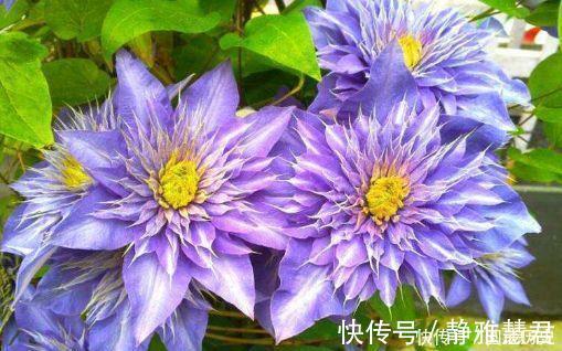 铁莲花|4种花越看越喜欢,比切花玫瑰还美,开花勤快