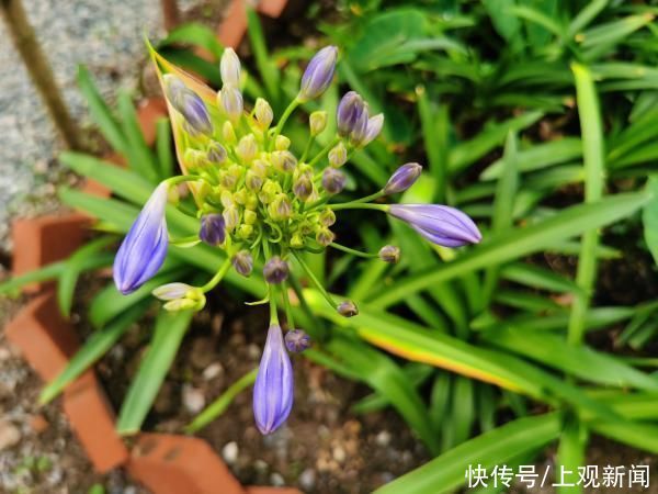 仙境 惊艳！上海老人在小区造“仙境”景点，家门口种花搞出各种名堂