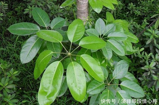 客厅养“3钱4财”,好看又好养,新手反倒看不上!