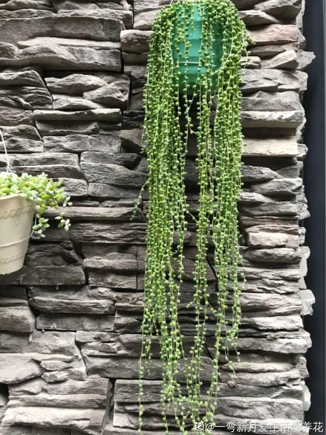 浇水|10种吊兰,耐阴又好看,叶子美得像一幅画