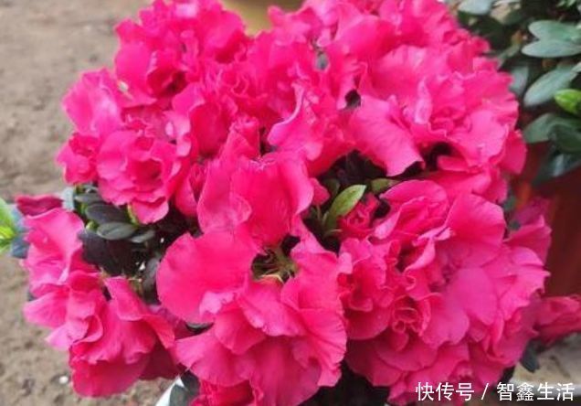 杜鹃花|5种花是懒人的最爱,开起花来“拦”不住,美不胜收,你养了吗