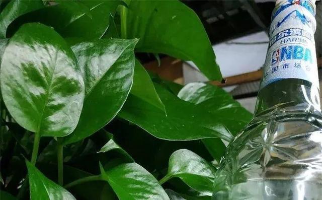 悄悄告诉你，学会4个老花农的养花“偏方”，家里花卉“嗖嗖长”