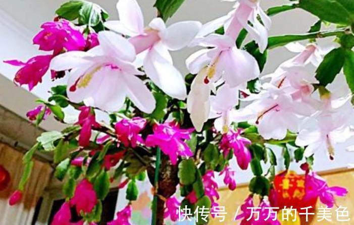 容易因多浇水而死的“10种花”,想要养好,管住手,少浇水