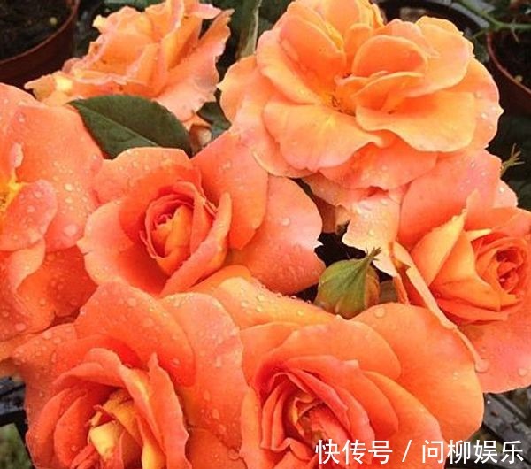 菊花|喜欢菊花，那就养“精品玫瑰”铜管乐队，似黄鹤衔珠，光彩夺目