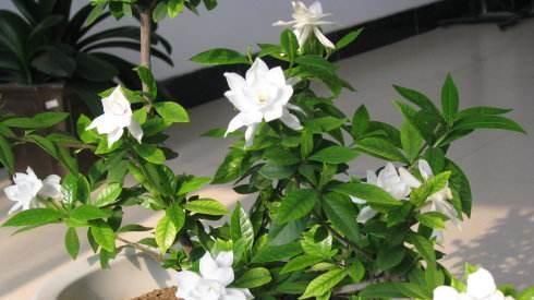 浇水|被称醋坛子的3种花,浇水时加点醋,花苞不断冒