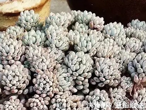 多肉|这些多肉真的有毒，喜欢养花的你要当心，萌新涨姿势