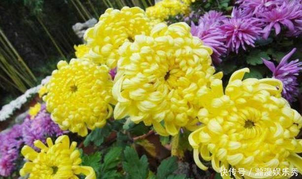 冬天冷、夏天热，养啥花好？扦插2种花卉，沾土就活、四季花开