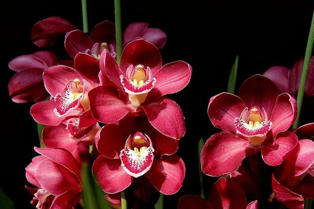 花卉|这5种花看着只能养一年，其实花期长，能养好几年，年年能开花