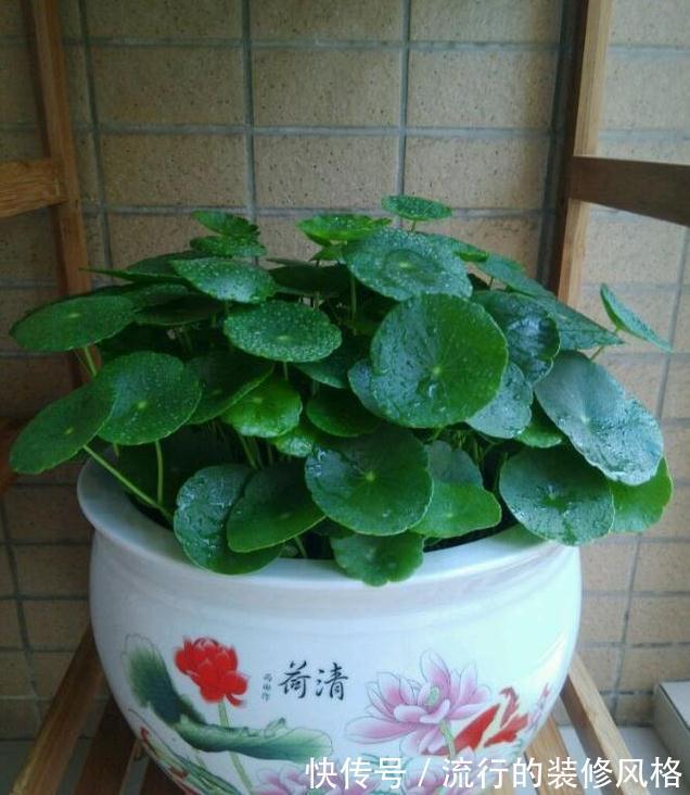 此3种花，物美价廉颜值高，养护简单易爆盆，特别适合新手养