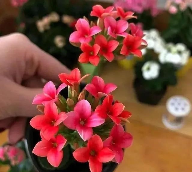 留基部|养长寿花要“下狠手”,学会“巧修剪”,疯长侧芽,越开花越多