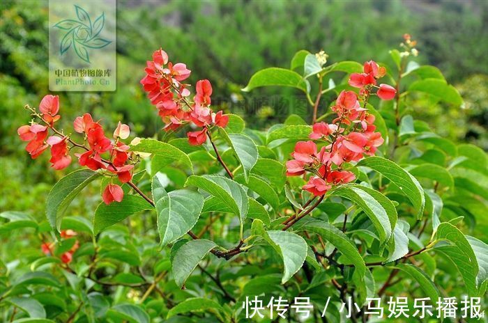砒霜|山砒霜,见过吗?治类风湿性关节炎、红斑狼疮、银屑病