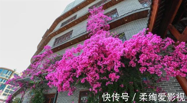 天竺葵|阳台适合养的“6种花”,花色丰富,花期长,一直赏花六个月