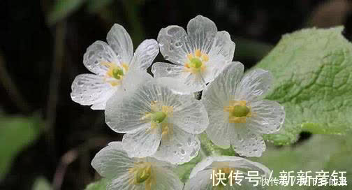 别错过这款“水晶花”，花瓣遇水变透明，单季绽放“可遇不可求”