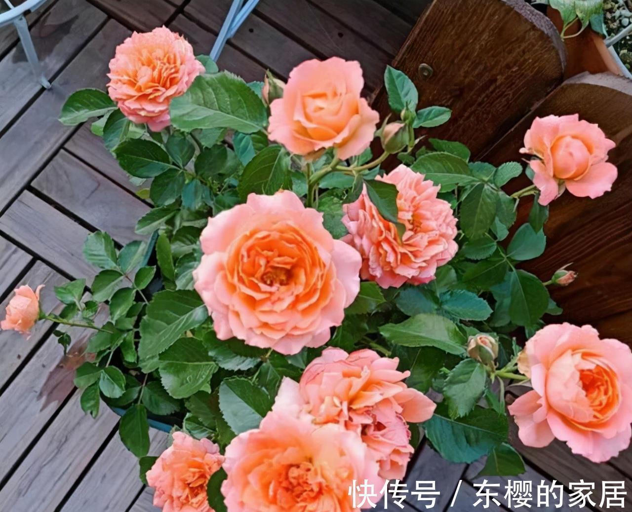 施肥|4种“漂亮花”,现在快入手,晒晒太阳就开花,越冷越漂亮