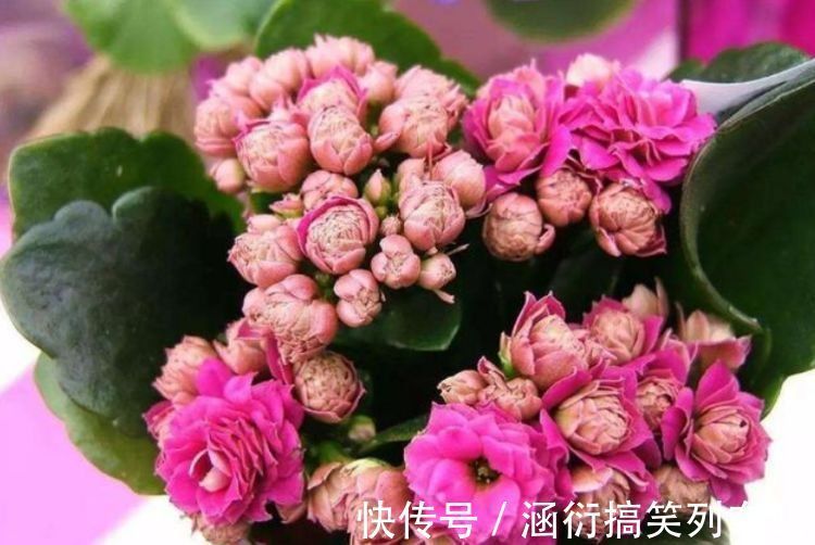 最值得养的花，种植容易，漂亮不输牡丹玫瑰，四季开花，花香四溢