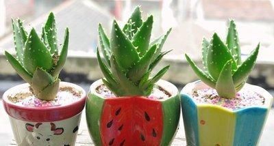 疯长|大户人家爱养“三植物”，一开花就有好事情，遇水疯长“寓意好”