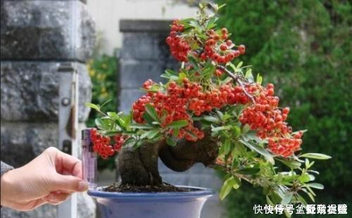 修剪|3种盆栽,再贵也要养一盆,树上挂满红果子,寓意吉祥又好养