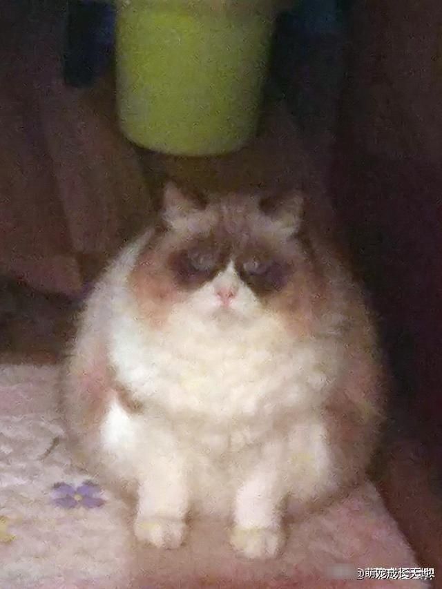 短毛布偶猫