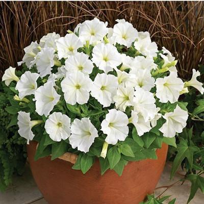 黄豆一处理,秒变万能肥,比淘米水还好用!