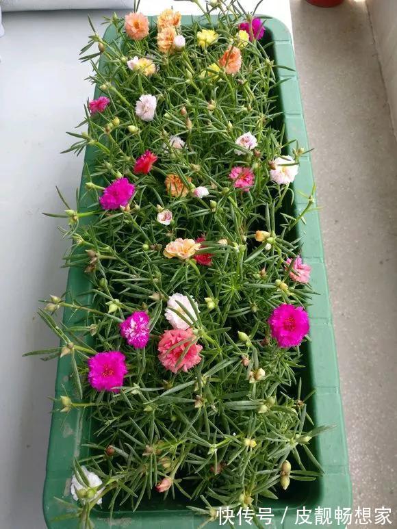 5种花快扦插,生根超快,1周长出大白根,新手也能插得活