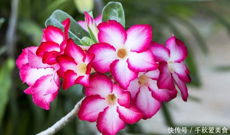 家养|家养几款花卉，花叶俱美，三季开花，丢土里就能活