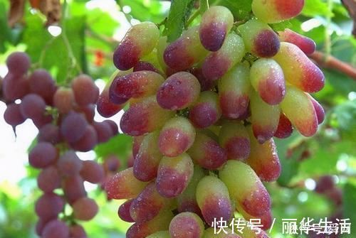 矿物质|夏季养生,女性不妨常吃3种食物,可通便排毒、降低胆固醇,还能排毒抗衰