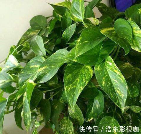 新手养花别再首选绿萝了,它们好看又好养,盆栽生命特坚强
