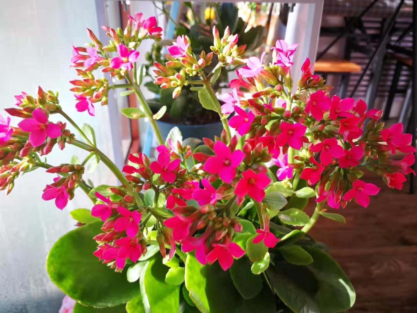 长寿花在打花骨朵的时候,养护做到4点,开花满盆并不难