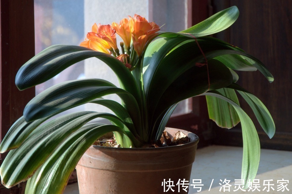 浇水|浇水越多死得越快的四种花,花友要控制住自己,不浇水长得才茂盛