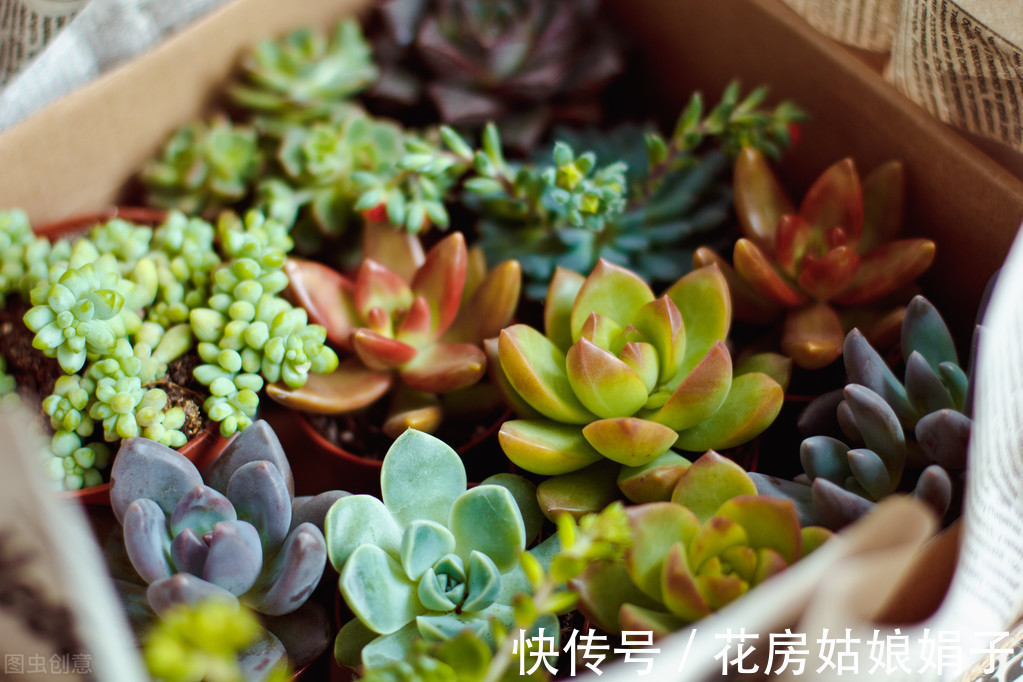 名字|没有很丑只有更丑的多肉,8种丑多肉,看完你还能保持淡定吗?