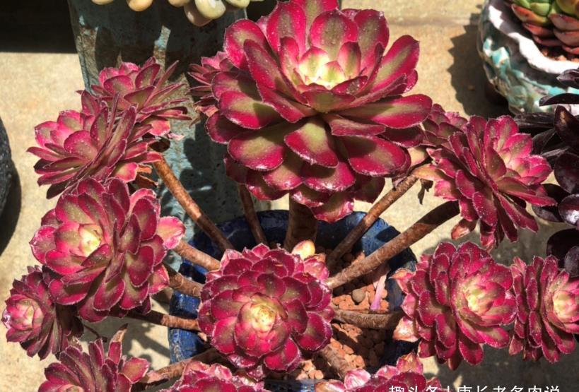 温度|室外温度33度，室内只有25度，这种情况下法师多肉还能浇水吗？