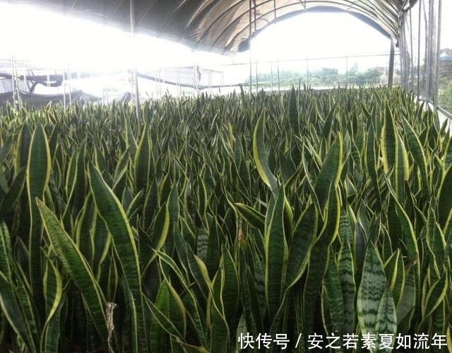 种花|家里养上这几种花,全家健康长寿,还能净化空气烟民必备