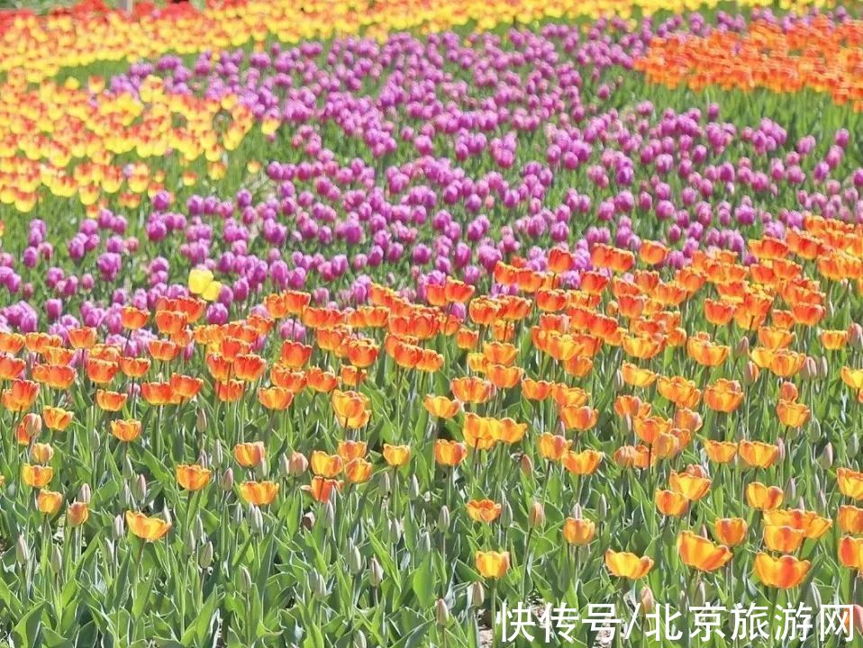 十渡|春已至,花绽放!这份房山赏花攻略请查收!