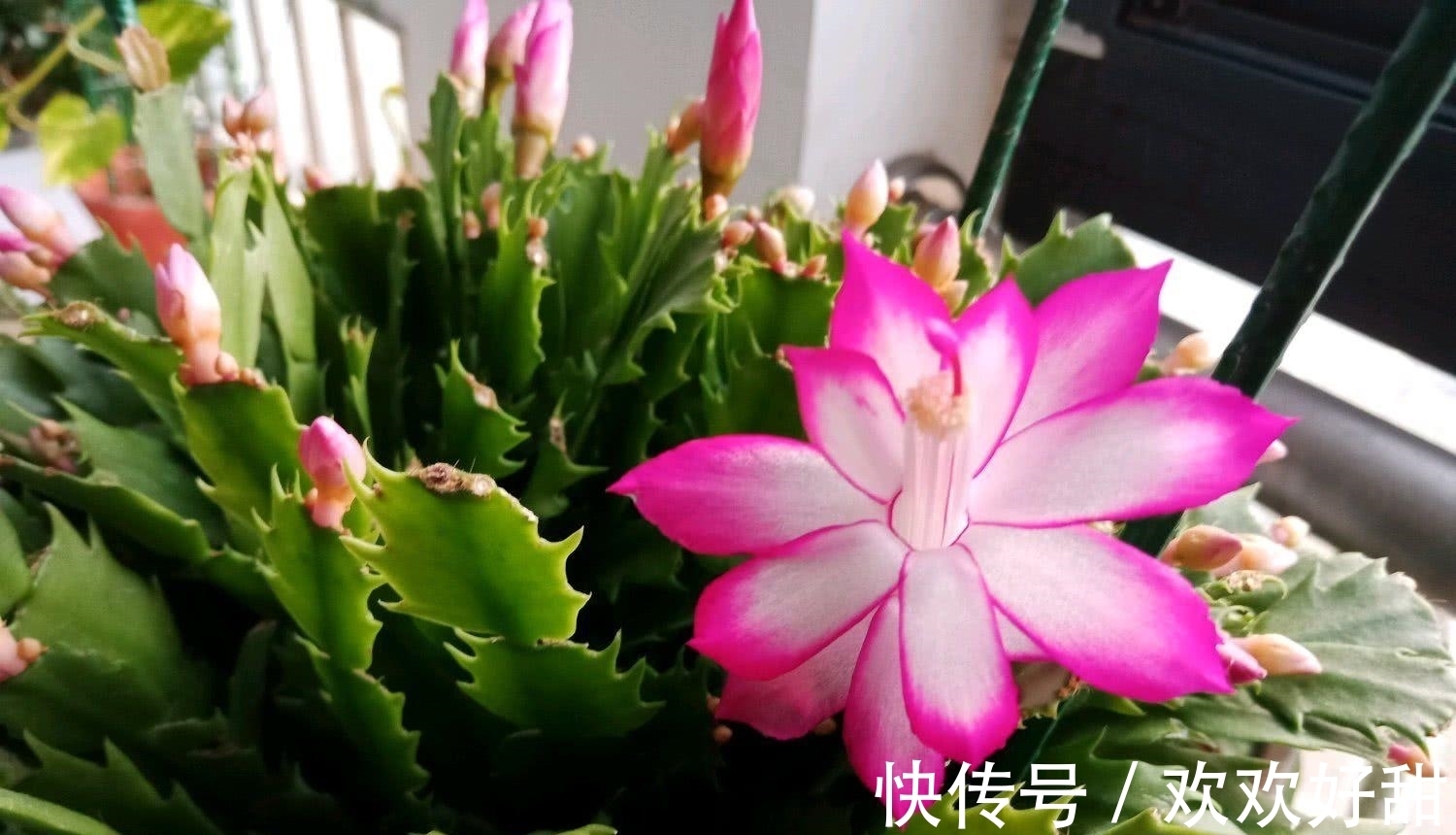 植株|室内外养花有什么不同?最怕就是这3点,都注意了