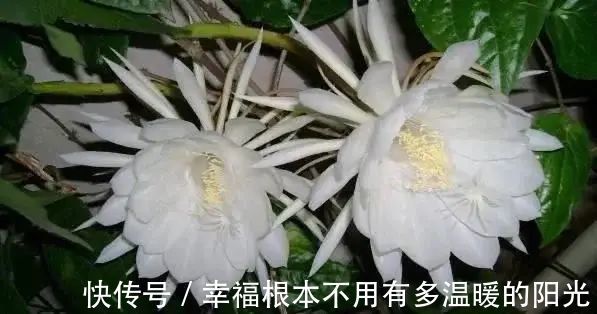 钻石|创吉尼斯世界纪录！利用3D打印制造镶嵌7801颗钻石的戒指