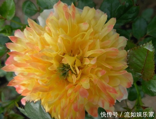 直立性|喜欢菊花,就养盆“高贵玫瑰”金凤凰,似凤凰翩翩起舞,高贵迷人