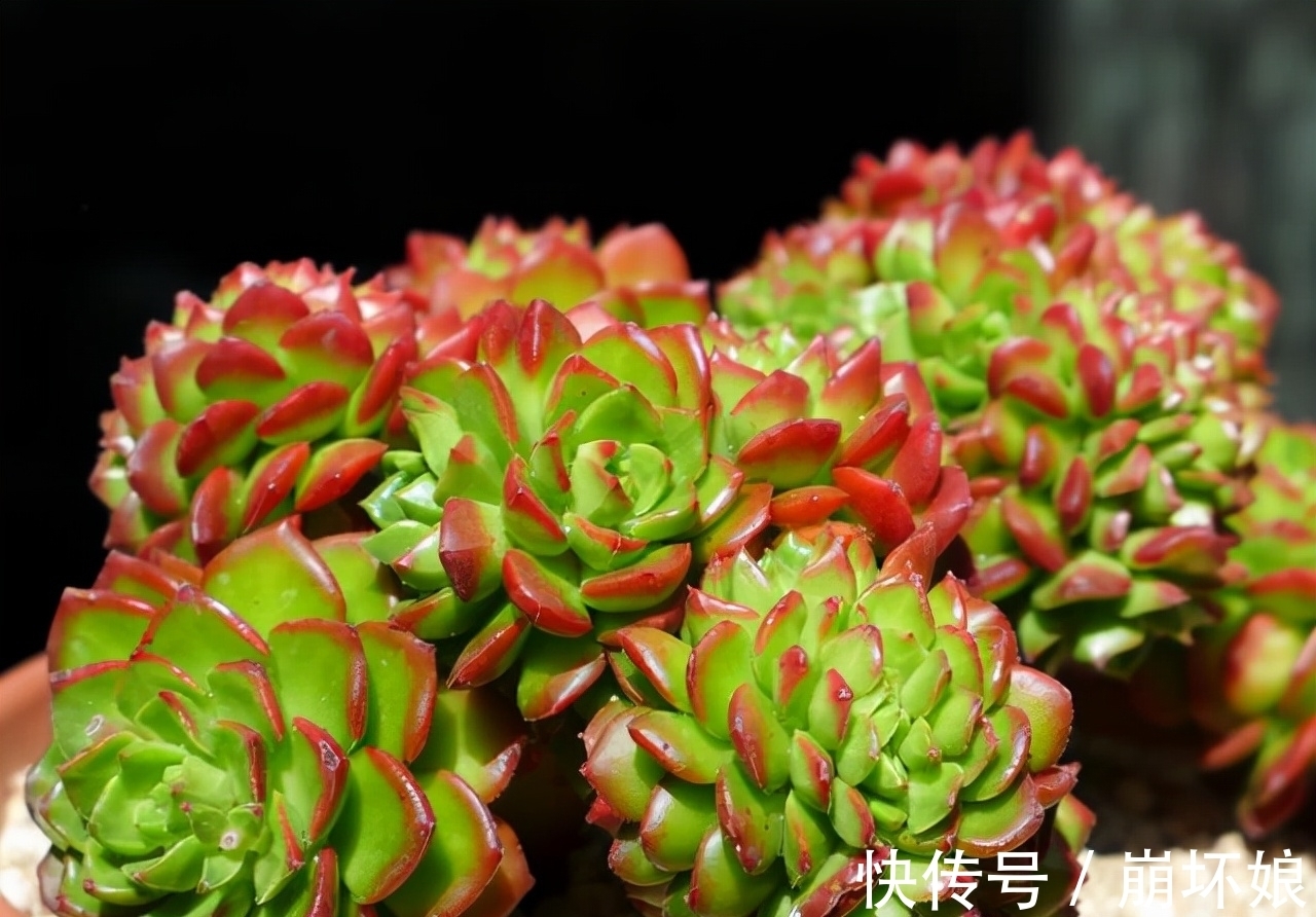 室内养多肉,这5款再漂亮也不选,上色真的是太难了