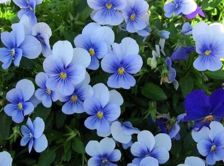 卧室试试养这些花朵,净化空气,清新养眼,释放香气比香薰管用