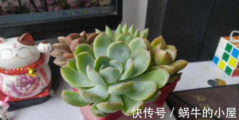 多肉|有些人多肉养不好，却该怪自己“太勤快”，有你吗？