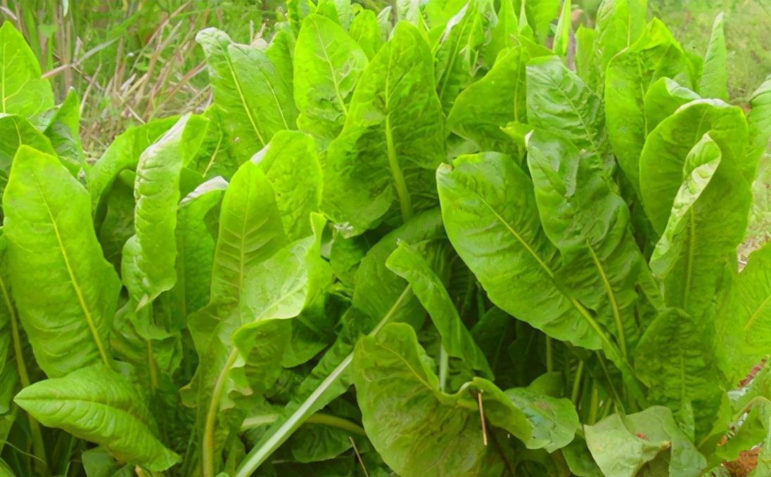 养花|不养花还可以种菜，栽1盆菊苣，既能观赏又能食用，好处多多