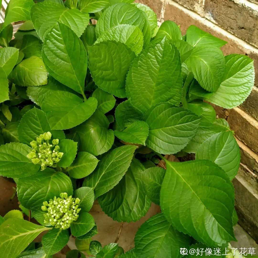 花手鞠|夏天扦插最好活，剪个枝条插土里，10天就生根