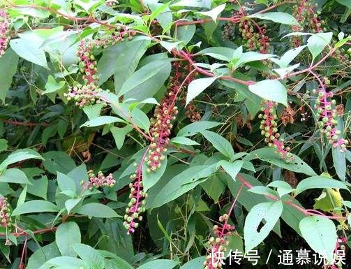 商陆|农村常见的“葡萄串”，嫩茎叶是上好野菜，殊不知根部价值更高