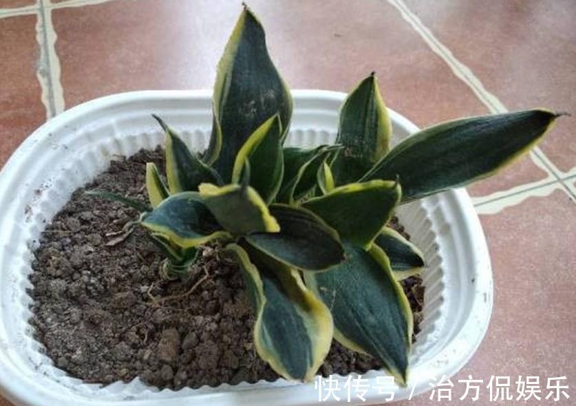 绿萝|5种大型花原来是个酒鬼，每周灌点酒，喝完马上绿油油！
